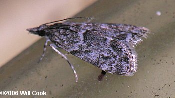 Scoparia basalis - Many-spotted Scoparia