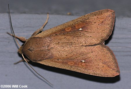 Mythimna unipuncta - Armyworm Moth