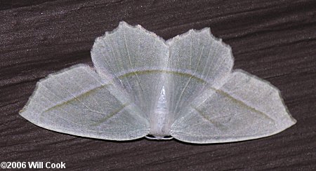 Campaea perlata - Pale Beauty