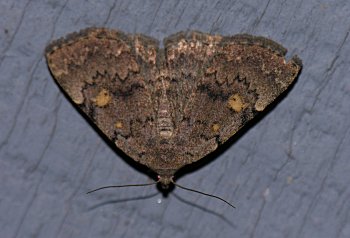 Idia aemula - Common Idia