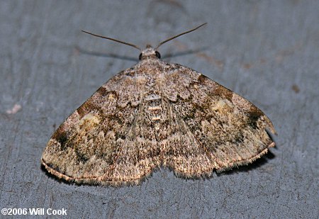 Idia americalis - American Idia