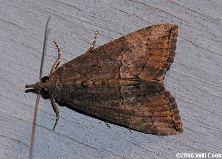 Hypena scabra - Green Cloverworm Moth