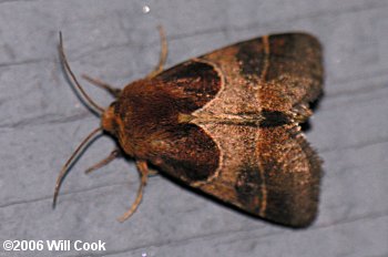 Schinia arcigera - Arcigera Flower Moth