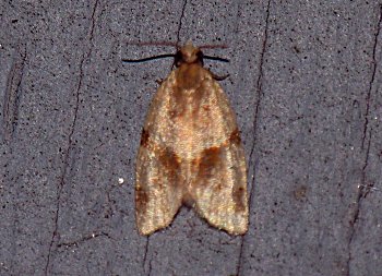 Clepsis peritana - Garden Tortrix