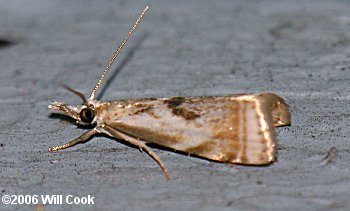 Microcrambus elegans - Elegant Grass-veneer