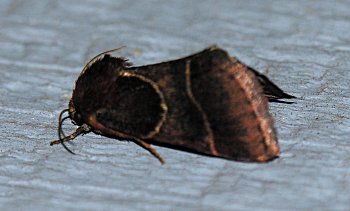 Schinia arcigera - Arcigera Flower Moth