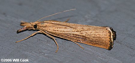 Agriphila vulgivagella - Vagabond Crambus