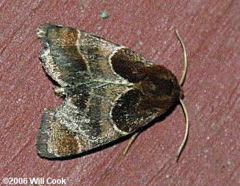 Schinia arcigera - Arcigera Flower Moth