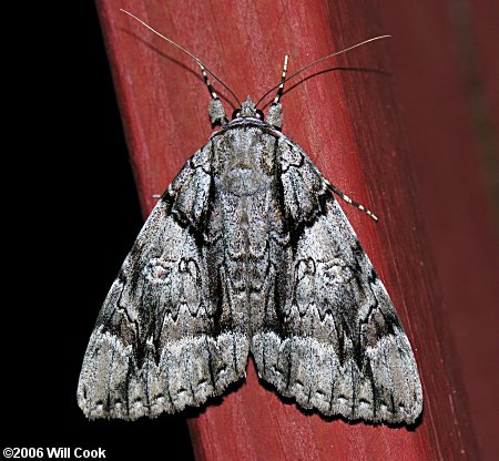 Catocala vidua - Widow Underwing