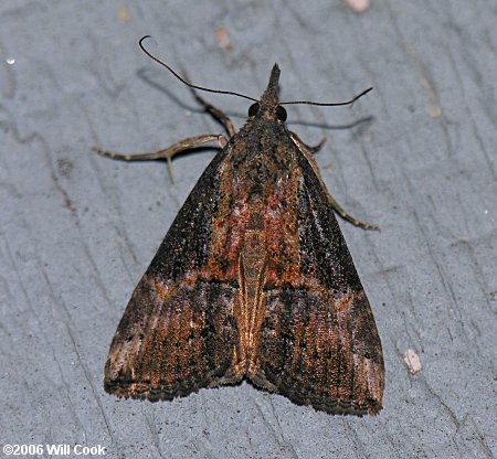 Hypena scabra - Green Cloverworm Moth