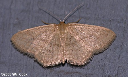 Lobocleta ossularia - Drab Brown Wave