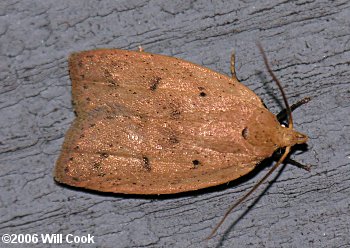 Machimia tentoriferella - Gold-striped Leaftier