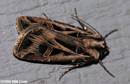 Feltia jaculifera - Dingy Cutworm Moth