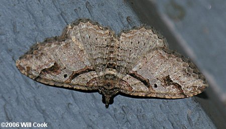 Costaconvexa centrostrigaria - Bent-line Carpet