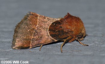 Schinia arcigera - Arcigera Flower Moth