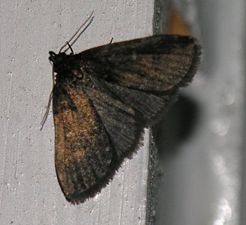 Idia rotundalis - Rotund Idia