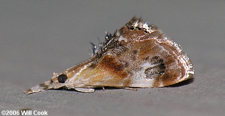 Dicymolomia julianalis - Julia's Dicymolomia Moth