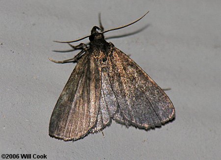 Idia rotundalis - Rotund Idia