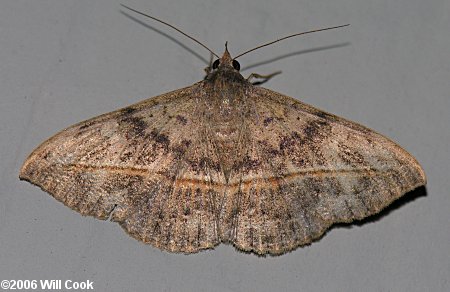 Anticarsia gemmatalis - Velvetbean Caterpillar Moth