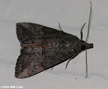 Hypena scabra - Green Cloverworm Moth