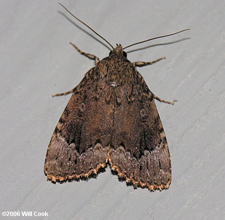 Amphipyra pyramidoides - Copper Underwing