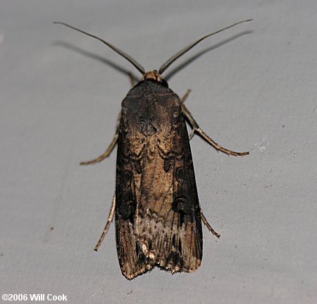 Agrotis ipsilon - Ipsilon Dart