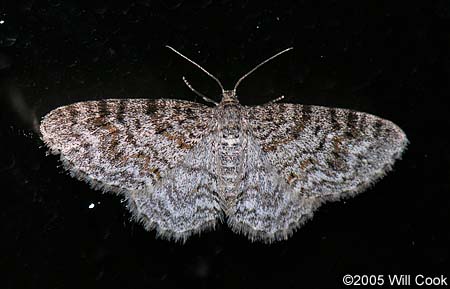 Hydrelia inornata - Unadorned Carpet