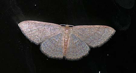 Pleuroprucha insulsaria - Common Tan Wave