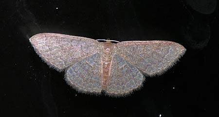 Pleuroprucha insulsaria - Common Tan Wave