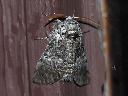 Colocasia propinquilinea - Closebanded Yellowhorn Moth