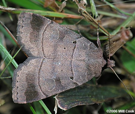 Agnorisma badinodis - Pale-banded Dart