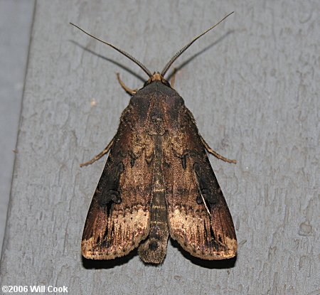 Agrotis ipsilon - Ipsilon Dart