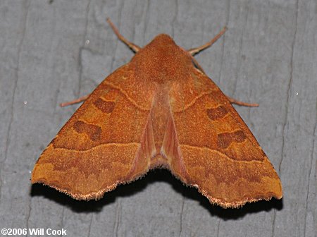 Eucirroedia pampina - Scalloped Sallow