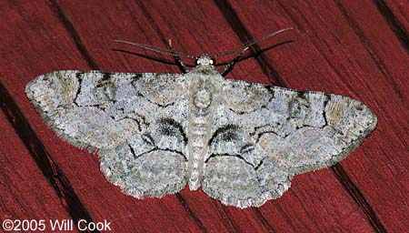 Iridopsis larvaria - Bent-line Gray