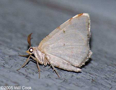 Speranza pustularia - Lesser Maple Spanworm