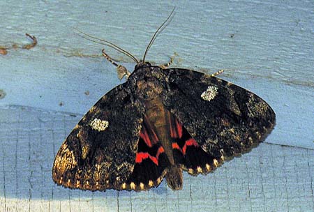 Catocala ilia - Ilia Underwing