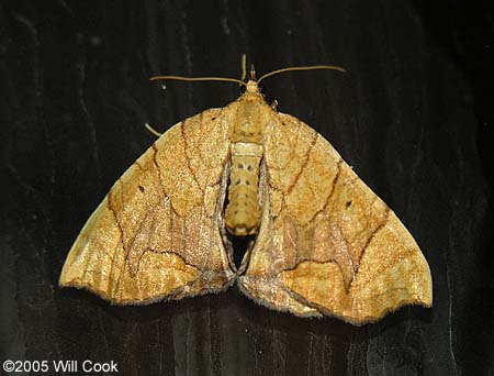 Eulithis diversilineata - Lesser Grapevine Looper