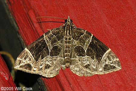 Ecliptopera atricolorata - Dark-banded Geometer