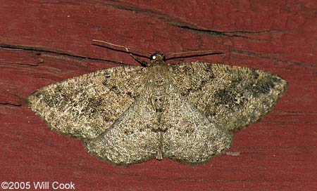 Anavitrinella pampinaria - Common Gray