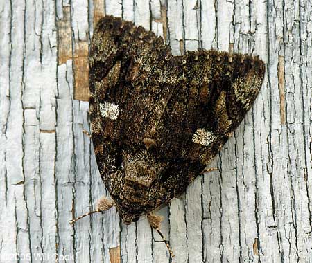 Catocala ilia - Ilia Underwing