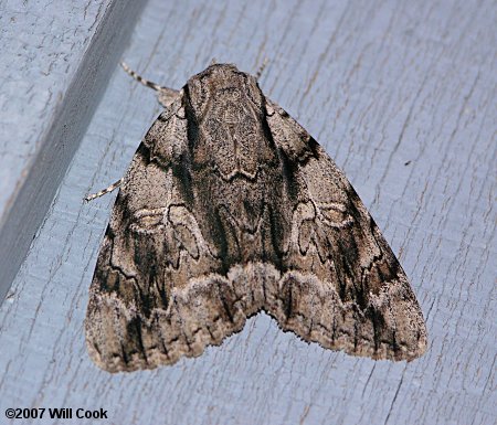 Catocala vidua - Widow Underwing