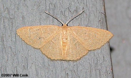 Pleuroprucha insulsaria - Common Tan Wave