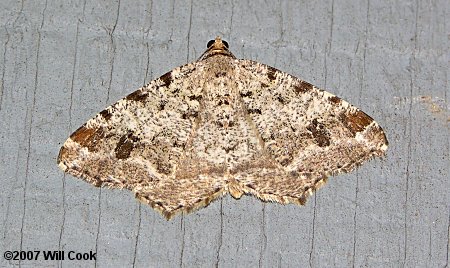 Macaria signaria - Pale-marked Angle