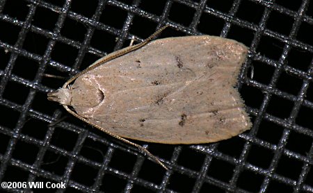 Machimia tentoriferella - Gold-striped Leaftier