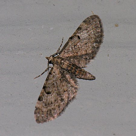 Eupithecia miserulata - Common Eupithecia