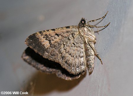 Disclisioprocta stellata - Somber Carpet