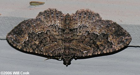 Disclisioprocta stellata - Somber Carpet