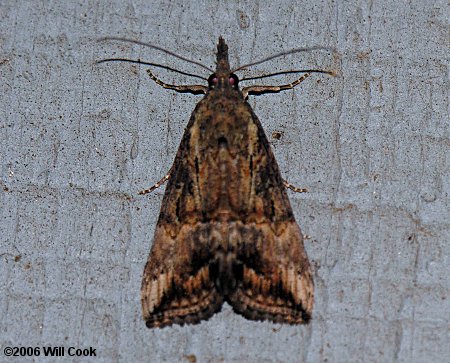 Hypena scabra - Green Cloverworm Moth