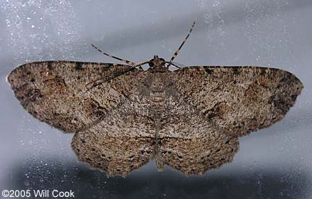 Melanolophia canadaria - Canadian Melanolophia