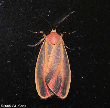 Hypoprepia fucosa - Painted Lichen Moth